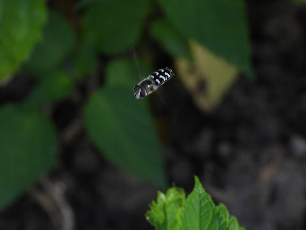 wittehalvemaanzweefvliegvrouwbotanischetuinenutrecht09062024 1
