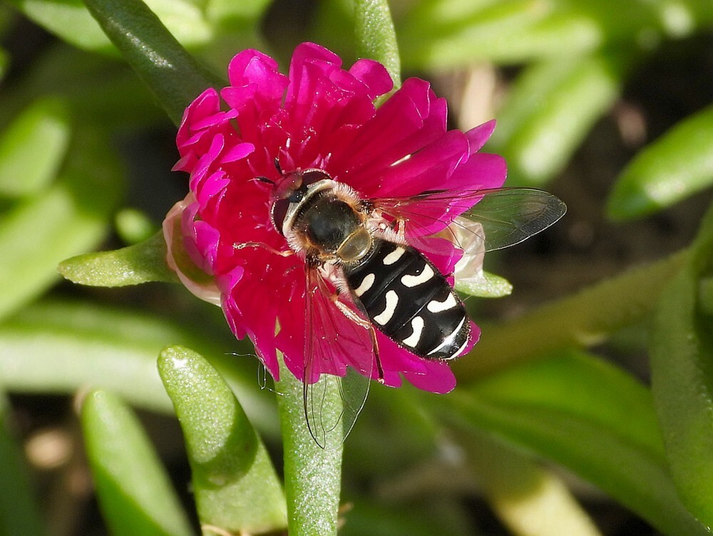 wittehalvemaanzweefvliegvrouwbotanischetuinenutrecht09062024 2