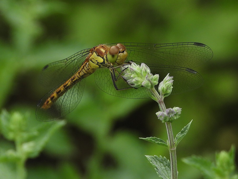 bruinrodeheidelibelbotanischetuinenutrecht22072024