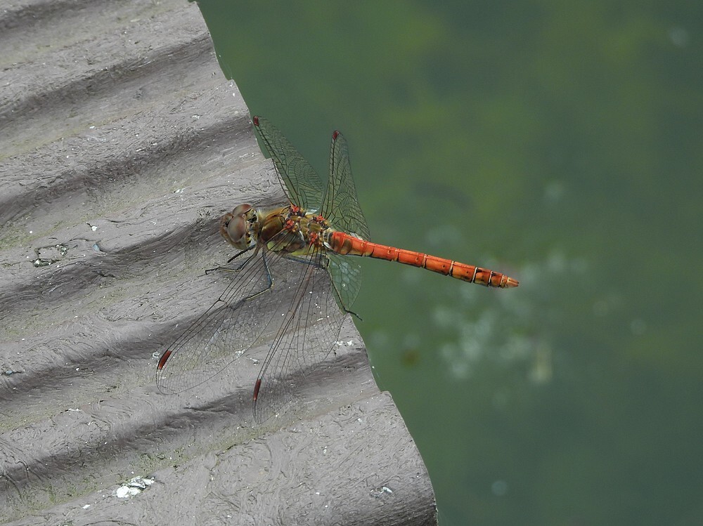 bruinrodeheidelibelmanbotanischetuinenutrecht24072024 1
