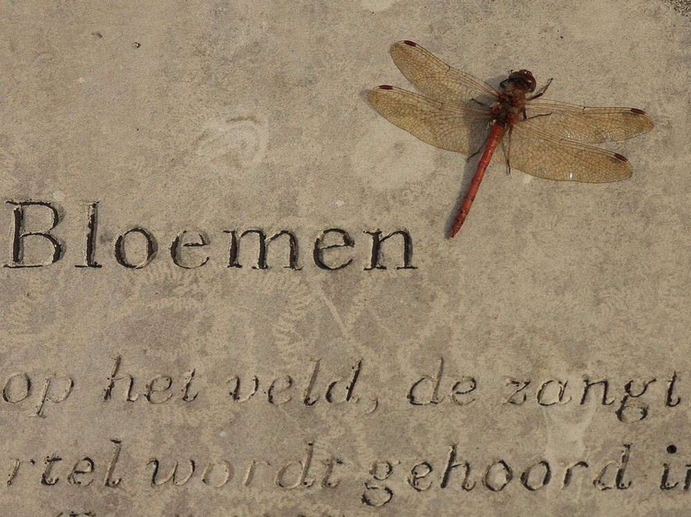 bruinrodeheidelibelmanontdektuinbotanichetuinenutrecht07102024