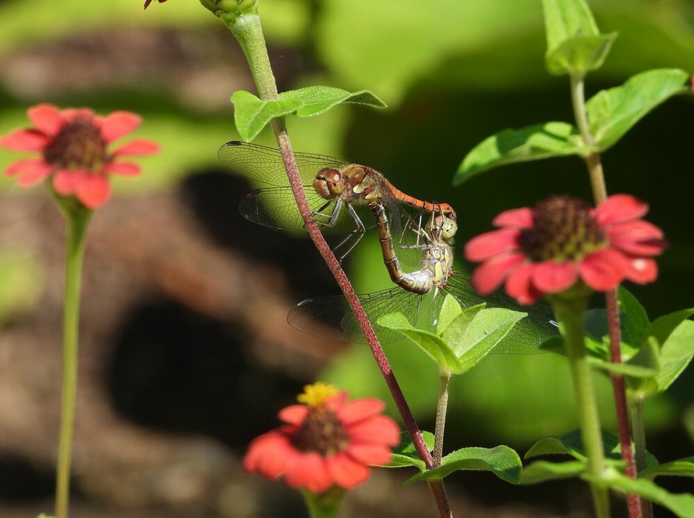 bruinrodeheidelibelparingswielevolutietuinbotanischetuinenutrecht05082024