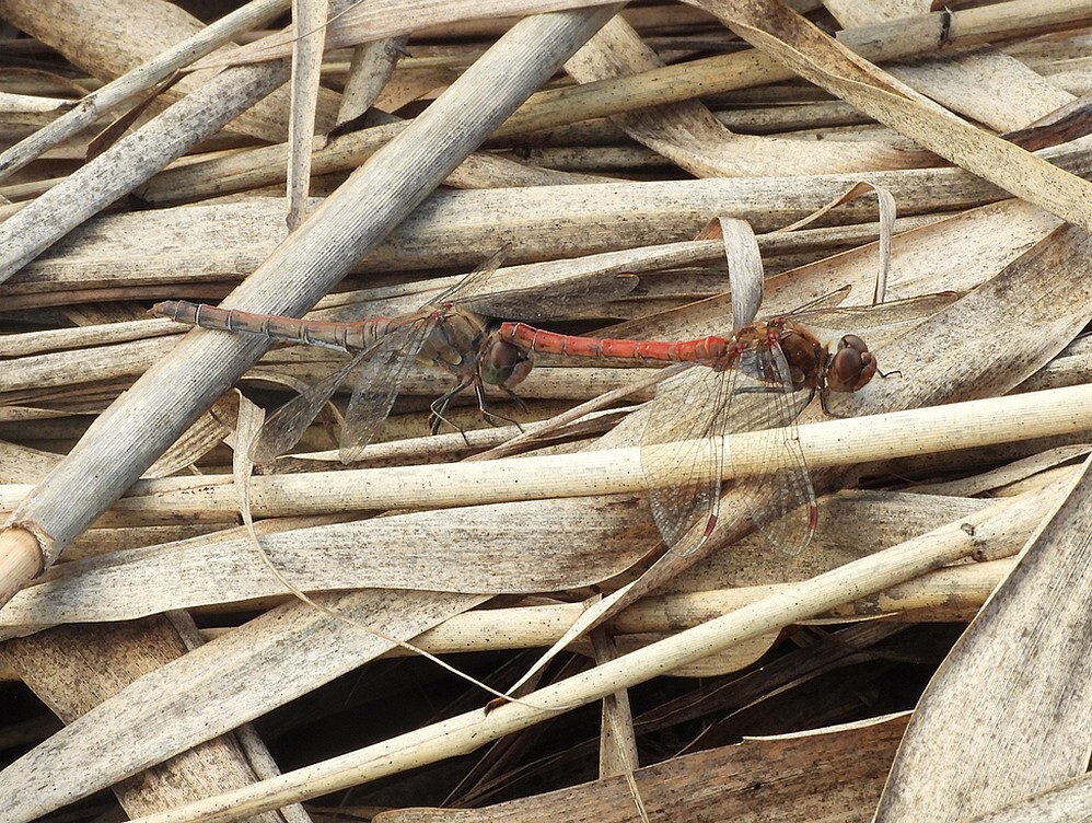 bruinrodeheidelibeltandemzouweboezem12102025