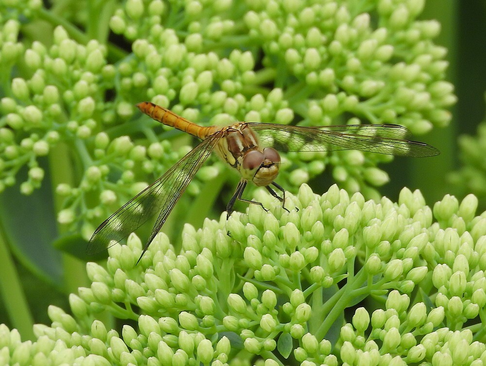 steenrodeheidelibelbotanischetuinenutrecht22072024