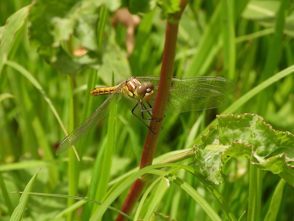 steenrodeheidelibelvrouwbotanischetuinenutrecht01072024 2