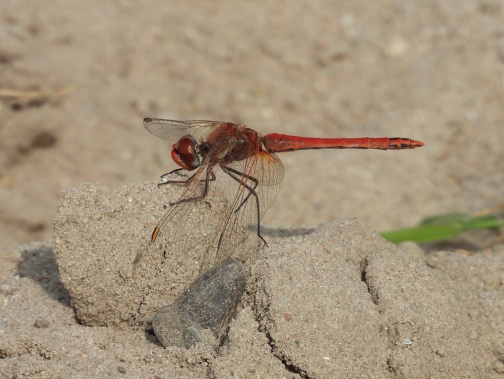 zwervendeheidelibelmanlaagravenseplas14062025 1