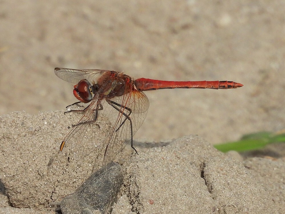 zwervendeheidelibelmanlaagravenseplas14062025 2