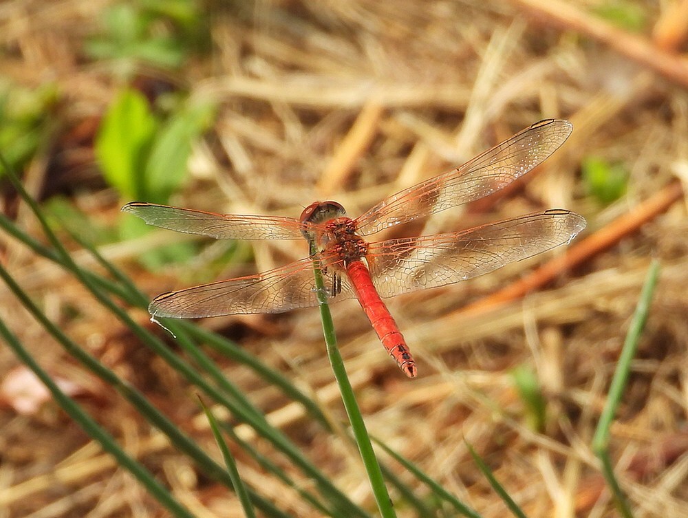 zwervendeheidelibelmanlaagravenseplas14062025 4