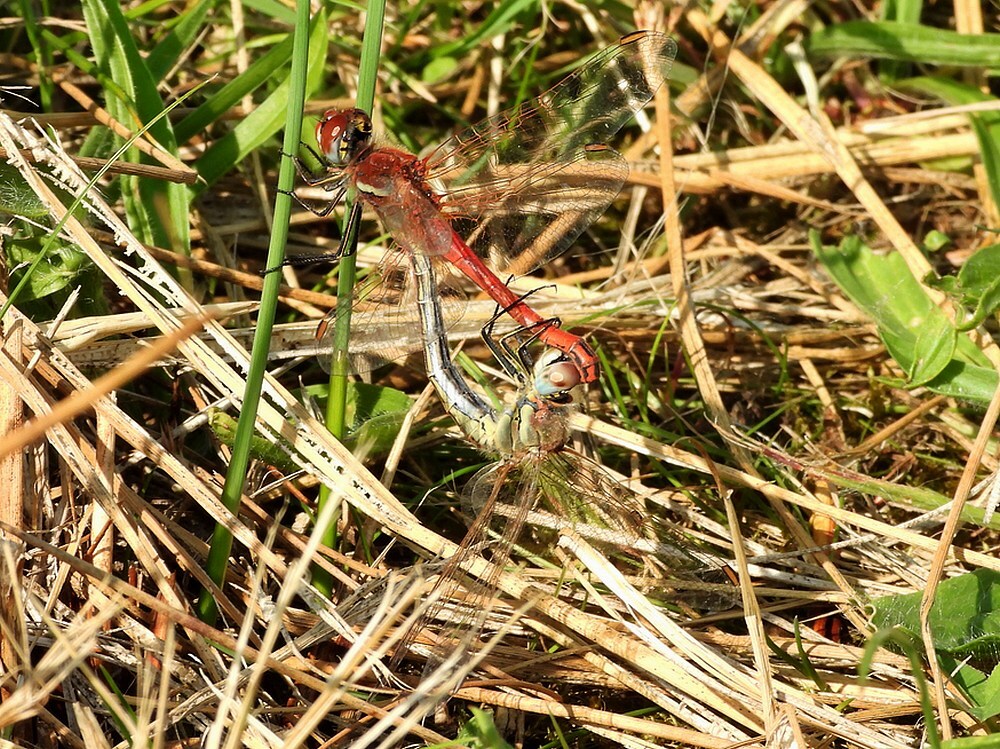 zwervendeheidelibelparingswiellaagravenseplas14062025 1
