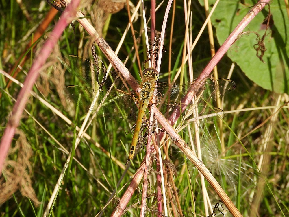 zwervendeheidelibelvrouwbotanischetuinenutrecht06082024 2