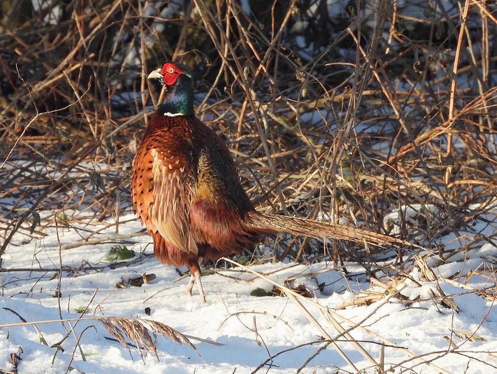 fazantenhaaninsneeuwburggraafmeerkerk01062026