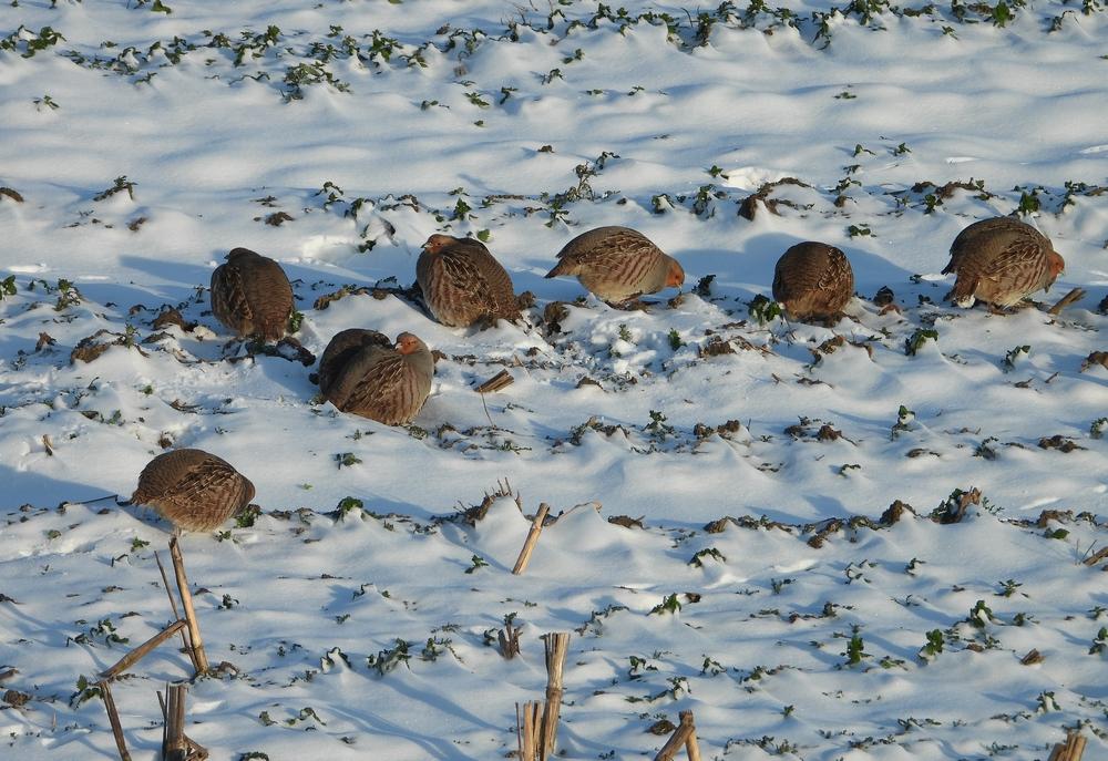 patrijzenlekuiterwaardhagestein09022021 2