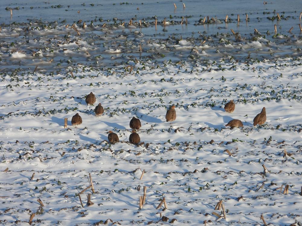 patrijzenlekuiterwaardhagestein09022021 3