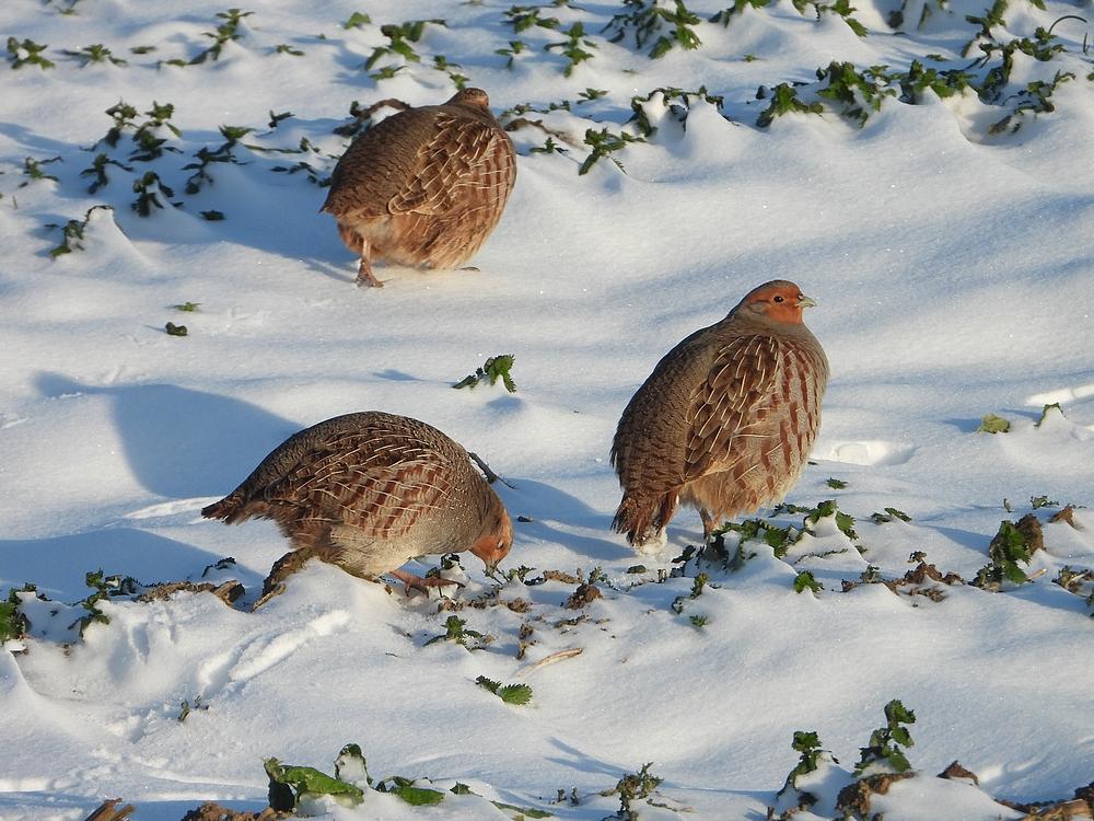 patrijzenlekuiterwaardhagestein09022021 4