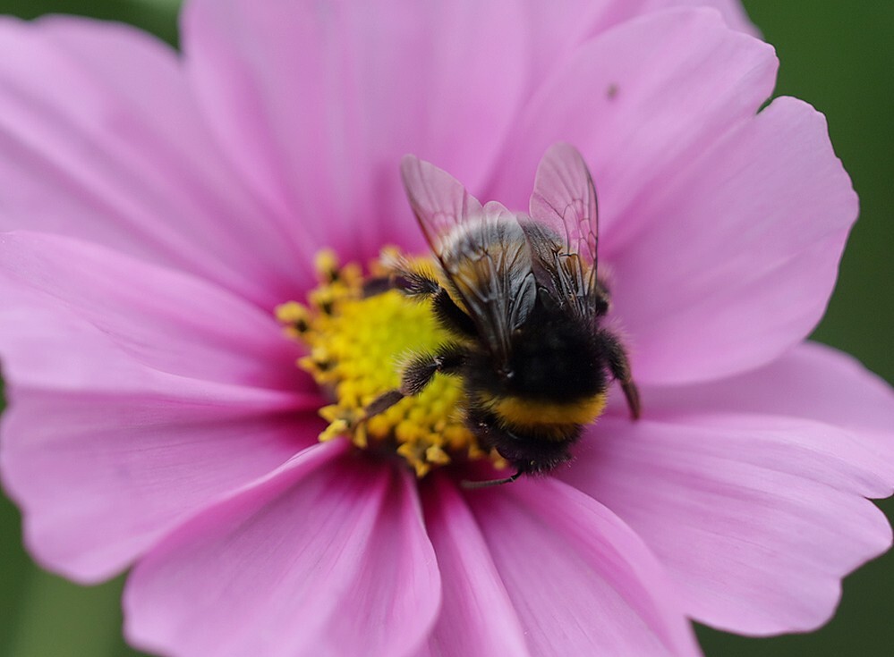 aardhommelbotanischetuinenutrecht30102023