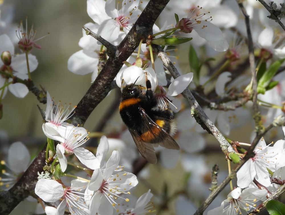 aardhommelkoninginopkerspruimzouweboezemgebied16032026