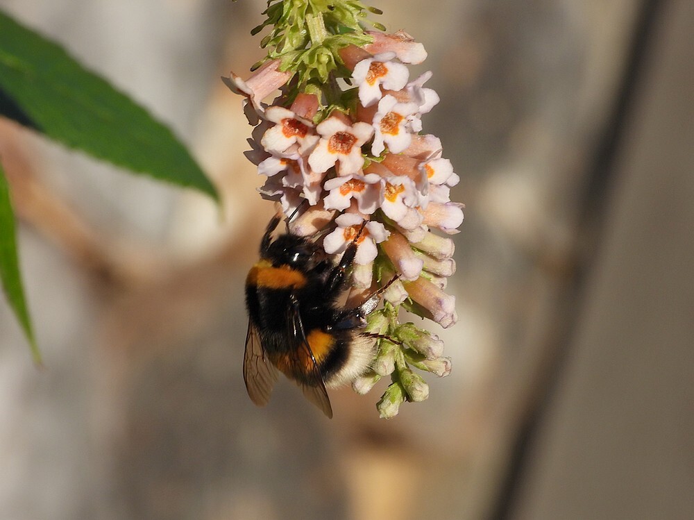 aardhommelopvlinderstruikbotanischetuinenutrecht04112024