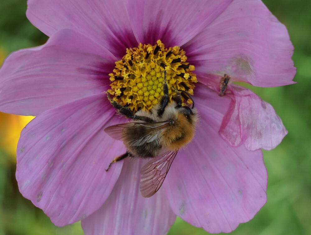 akkerhommelbotanischetuinenutrecht22102023