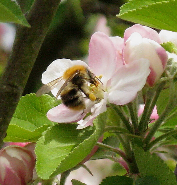 akkerhommelkoninginopappelbloesemzouweboezem12042014