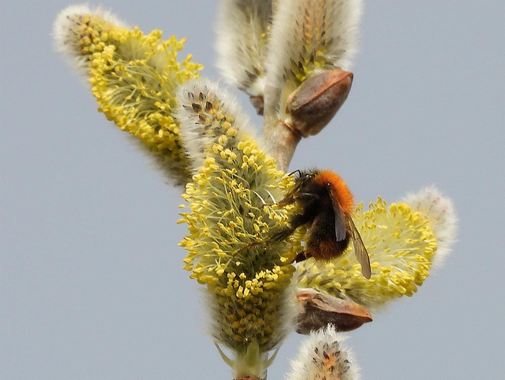 akkerhommelkoninginopwilgzouweboezemgebied06032026