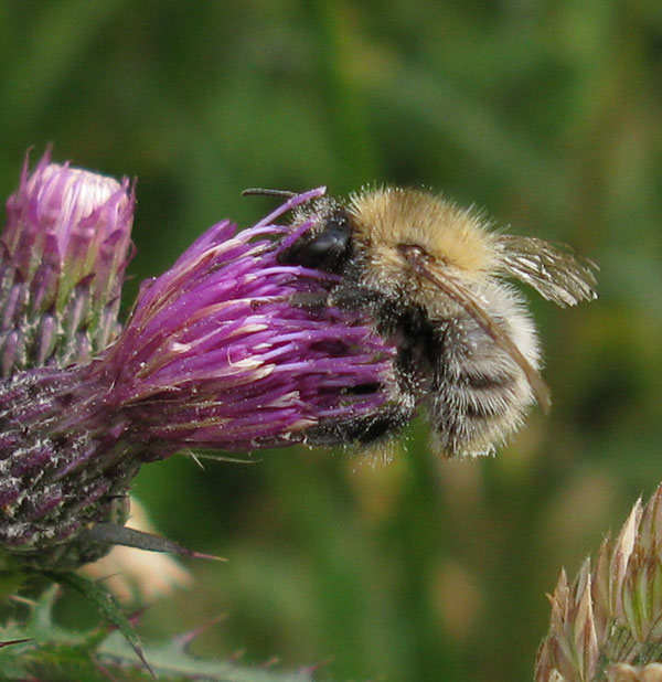 akkerhommelopkalejonkerzouweboezem01062014