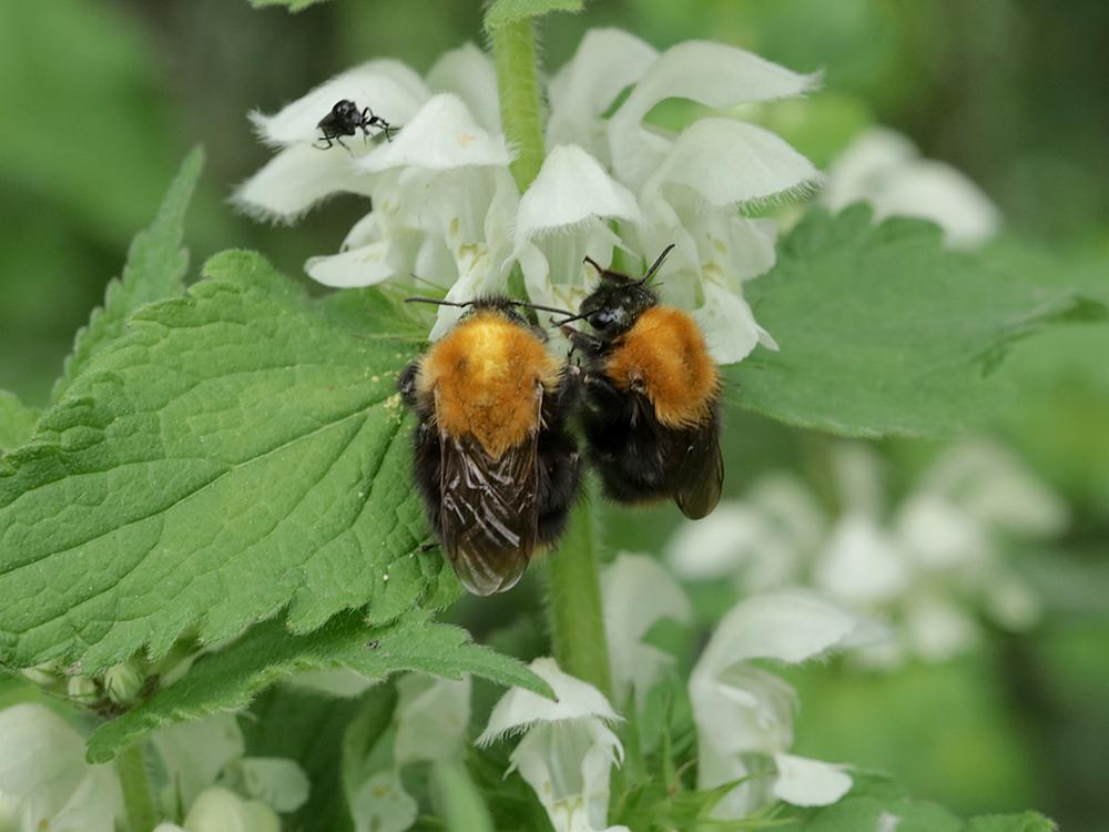 akkerhommelskleumendopwittedovenetelzouweboezemgebied05052026