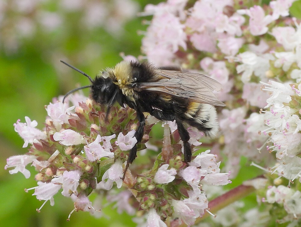 grotekoekoekshommelontdektuinbotanischetuinenutrecht21072024