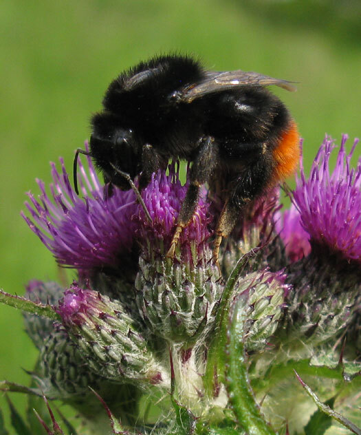 steenhommel_koningin_op_kale_jonker_zouweboezem_15052014.jpg