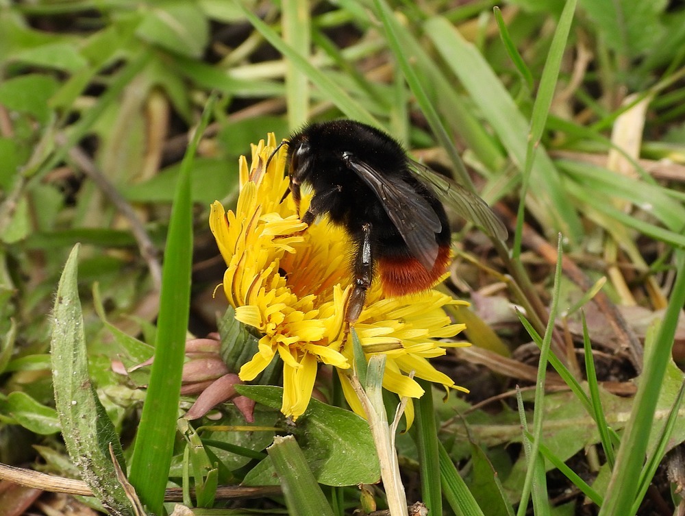 steenhommelkoninginoppaardenbloemmeerkerk17032023