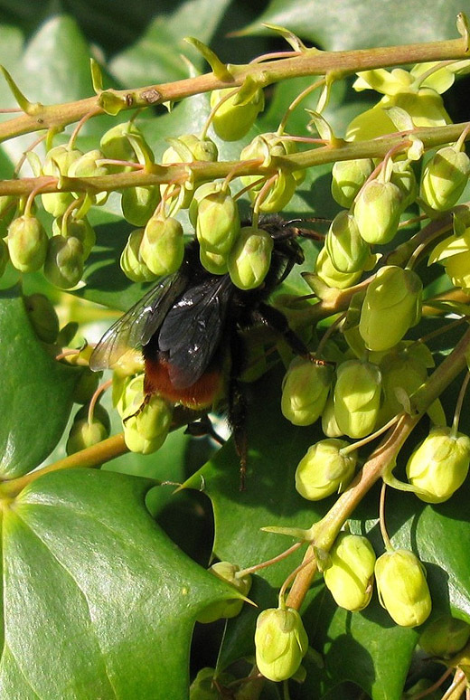 steenhommelkoninginopwintermahoniaherv.kerkbleskensgraaf11032009