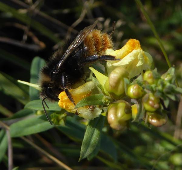 steenhommelmanhogeveluwe10092016 1