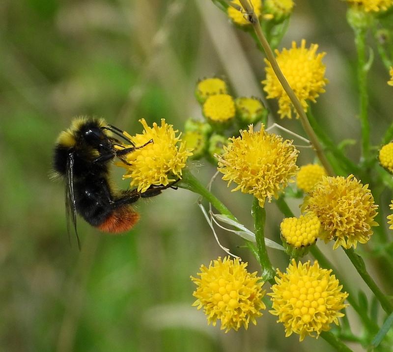 steenhommelmanopjacobskruiskruidnieuwegein11072020