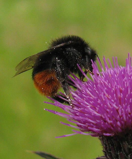 steenhommel_werkster_op_kale_jonker_zouweboezem_21052014.jpg