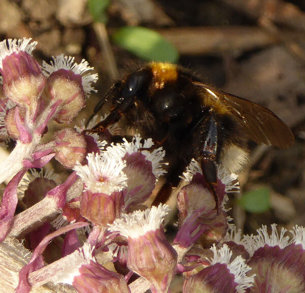 tuinhommelopgroothoefbladvianen23032015 1