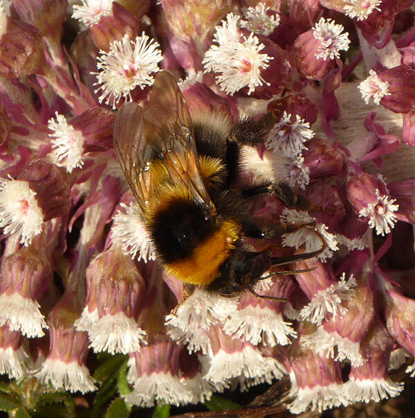 tuinhommelopgroothoefbladvianen23032015 2