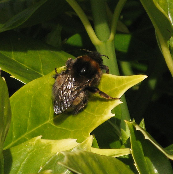 tuinhommelkoninginopwintermahoniameerkerk07032015 1 1