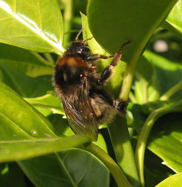 tuinhommelkoninginopwintermahoniameerkerk07032015 1 2