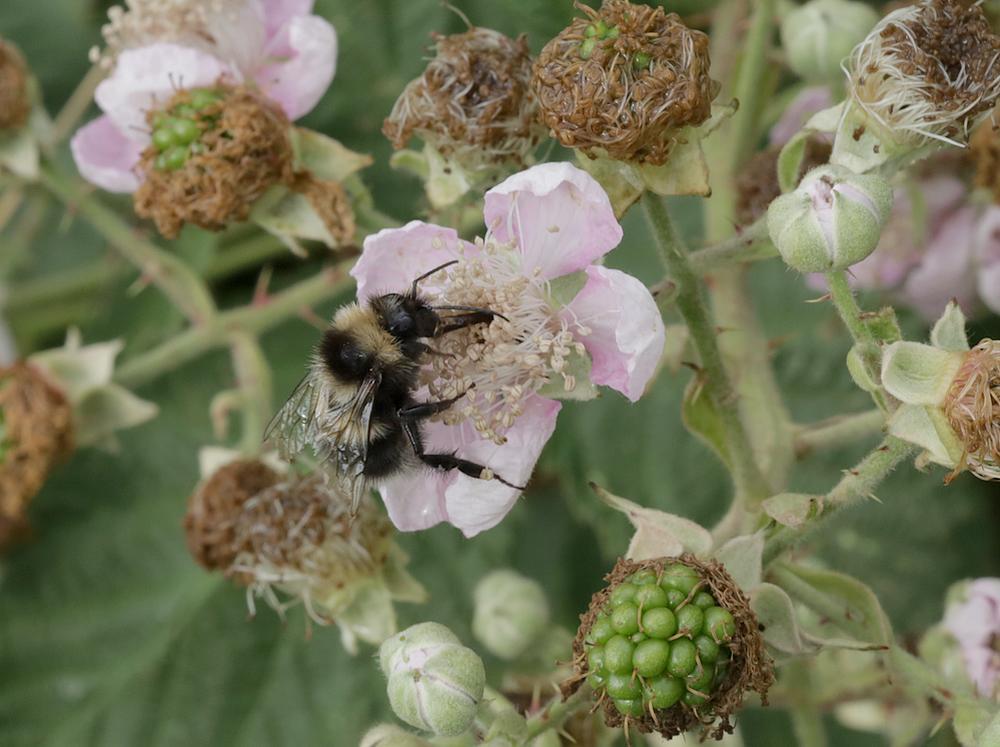 tuinhommelopbraamzouweboezmgebied09062026