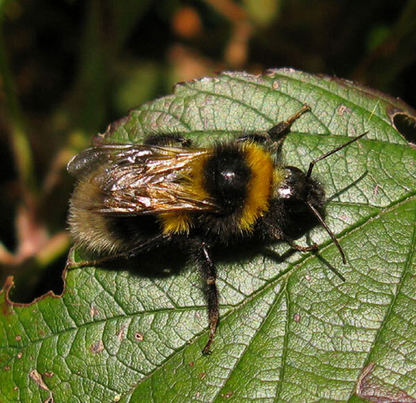 tuinhommelvaals17052014