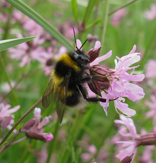 tuinhommelvrouwopechtekoekoeksbloemzouweboezem130520141