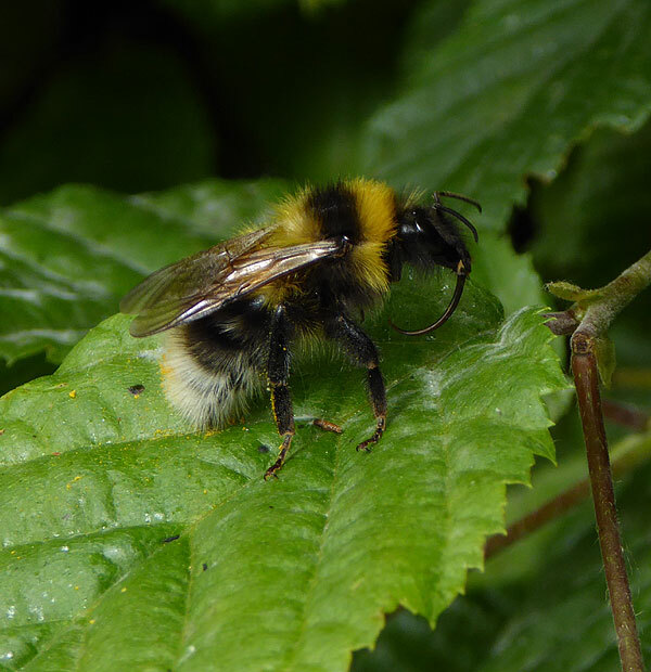tuinhommelmeerkerk15062015 2