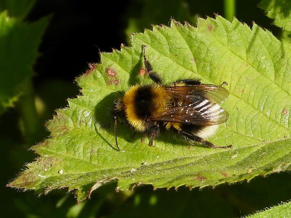 tuinhommelzouweboezem17052025