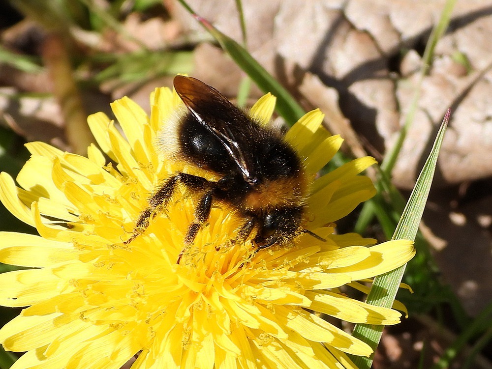 vierkleurigekoekoekshommelvrouwoppaardenbloemhuisterheide15042023