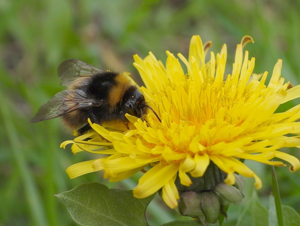 weidehommelkoninginoppaardenbloemmeerkek24032023