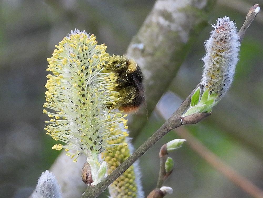weidehommelkoninginopwilgenbloesemzouweboezemgebied16032026