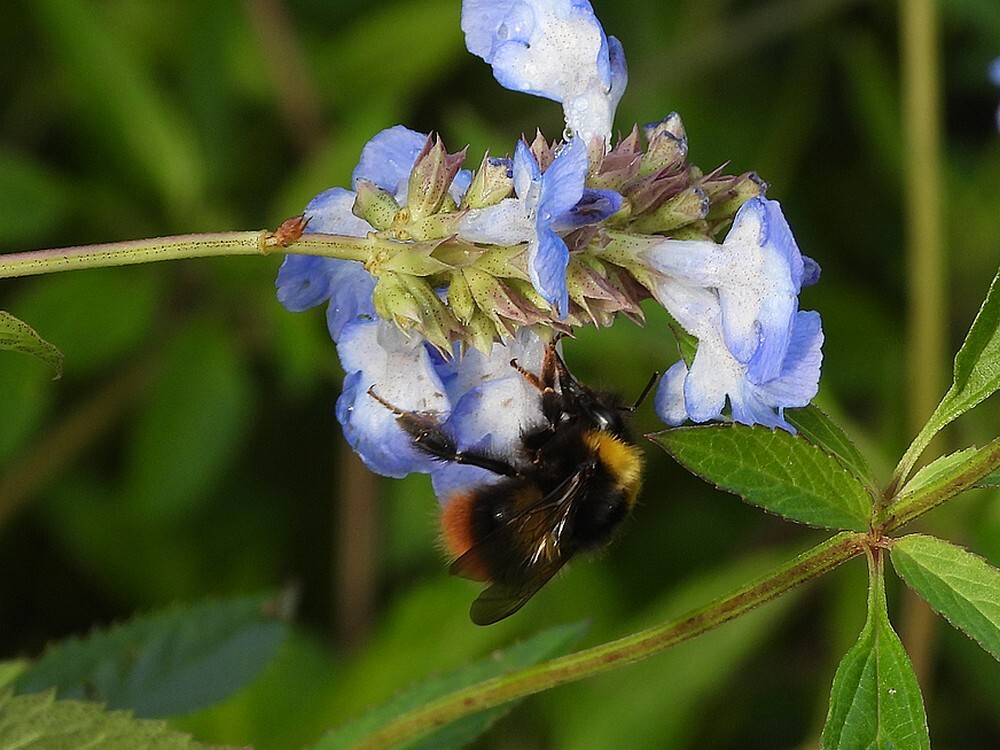 weidehommelopmoerassalieinsectenweidebotanshetuinenutrecht22102024