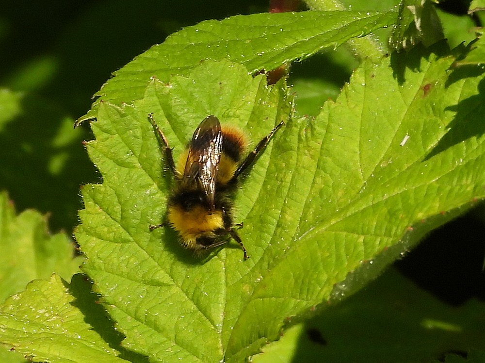 weidehommelzouweboezem17052025