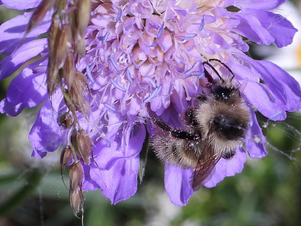zandhommel1000opbeemdkroonbrabantsebiesbosch27052020