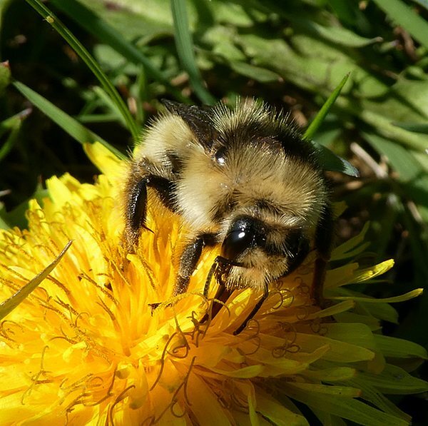 zandhommelkoninginbiesbosch01042019 1