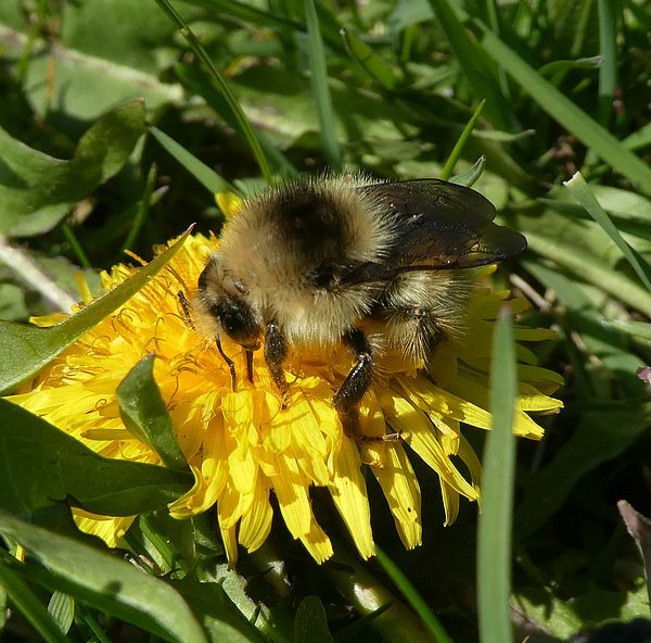 zandhommelkoninginbiesbosch01042019 2